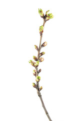 Spring branch of cherry with buds isolated on white background