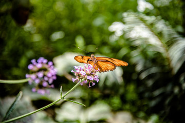 A Julia Butterfly on a Pink Flower