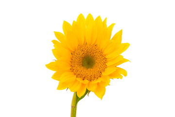 Sunflower on white background.