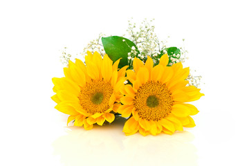 Sunflower on white background.