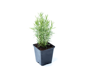 Rosemary small tree in a dark pot isolated in white background