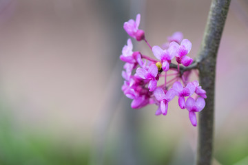 Fototapeta premium Group of Small Flowers on Crabapple Tree