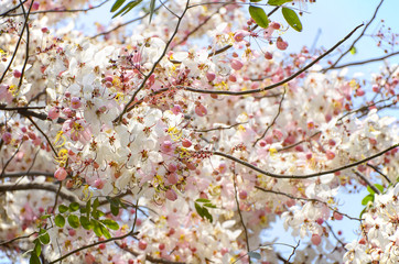 Spring Blossom with Pink Cassias.