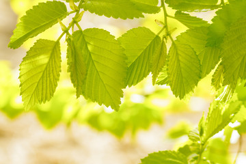 Green Leaves , zelkova , background image,  a leafy shade