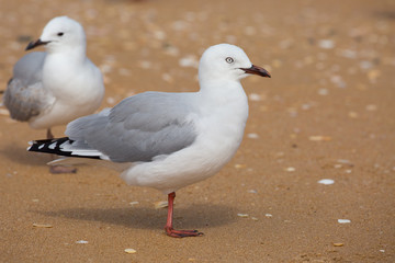 Obraz premium Zwei Seemöven