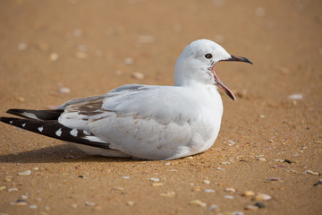 Möwe reist den Schnabel auf