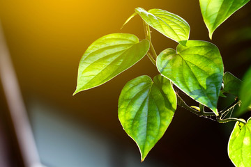 betel