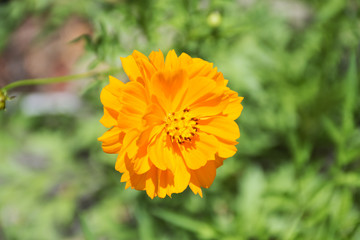 Single Orange flower