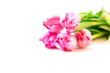 Pink tulips on white background.