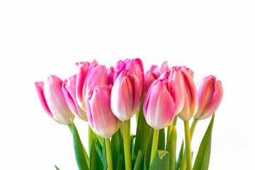 Pink tulips on white background.