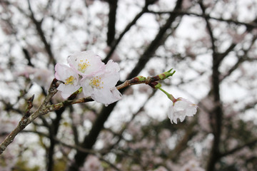 薄桃色の桜の花