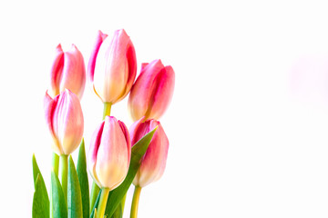 Pink tulips on white background.