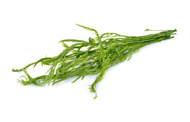 fresh Climbing Wattle, Acacia, Cha-om on white background