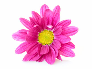 Pink Chrysanthemums.