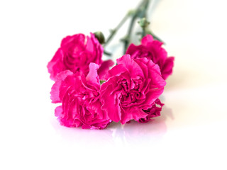 Pink carnations on white background.