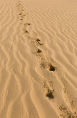 Fototapeta na wymiar Spuren im Wüstensand