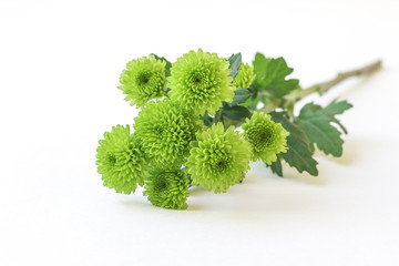 Closeup of yellow chrysanthemums.