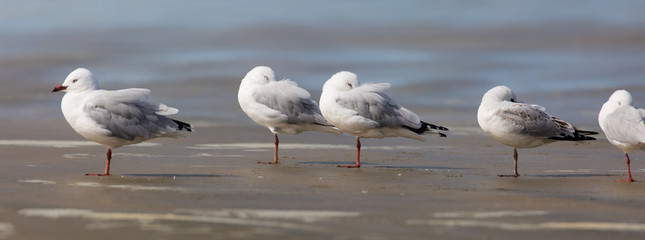 Möwen am Strand