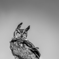 Great Horned Owl Looking Backwards in the Wind - B&W
