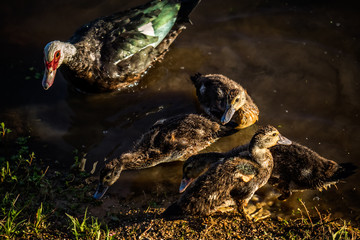 MAMA Duck with Babies