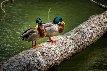 Two Mallard Ducks Standing on a Log