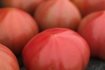 沢山のトマト　クローズアップ
