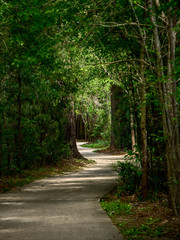 Fototapeta na wymiar Winding Path through the Woods