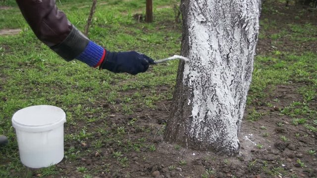 Gardener whitewash tree trunk with chalk in garden, tree care in spring. Slow Motion in 96 fps. Gardener woman cares for the trees on the street in the park.