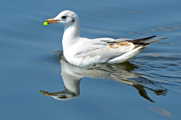 Slender-billed gull at Lake Shinobazu, Tokyo, Japan