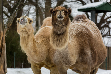 Camel