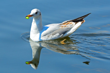 Slender-billed gull at Lake Shinobazu, Tokyo, Japan