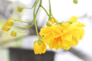 Fototapeta premium Cochlospermum regium or yellow flower