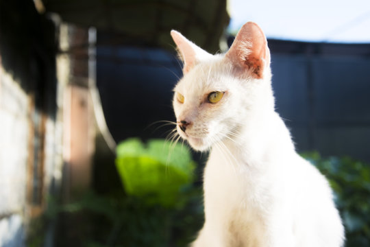 Candit White Cat