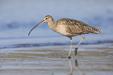 Long-billed Curlew foraging at the edge of an estuary