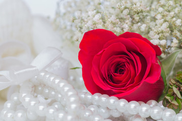 Close up of red rose.