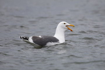 Fototapeta na wymiar A California Gull calls while swimming in a California estuary