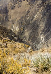 View from the Cruz Del Condor lookout point, Colca canyon, Arequipa, Peru