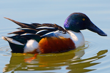 Northern shoveler at Lake Shinobazu, Tokyo, Japan