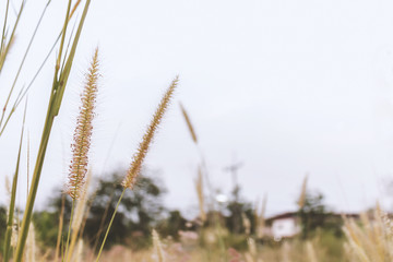 Fototapeta premium Closeup of grass flower with soft-focus in the background. over light 