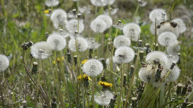 Taraxacum officinale Common dandelion Soffione Gew&ouml;hnlicher L&ouml;wenzahn Tarassaco Mniszek pospolity Achicoria amarga Soffioni Gyermekl&aacute;ncfű Одуванчик лекарственный 西洋蒲公英 Địa đinh طرخشقون مخزني 