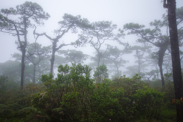 Group of pine tree in foggy atmosphere