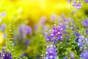 Beautiful spring background with campanula bouquet.