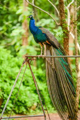 Beautiful peacock holding on iron swing