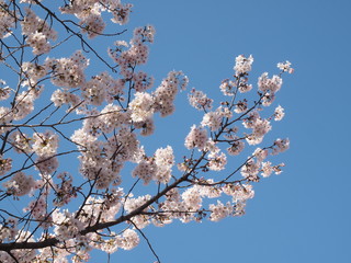 cherry blossoms

