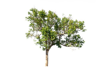 tree isolated