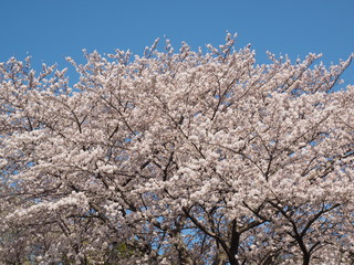 cherry blossoms


