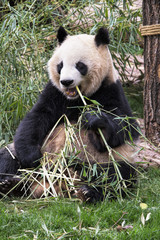 Obraz premium Adult Giant Panda eating bamboo, Chengdu China