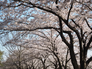 cherry blossoms


