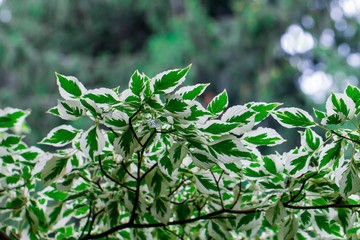 white and green leaves.