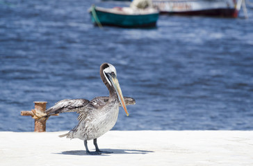 Pelican dancing at the pier